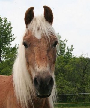 August der Haflinger