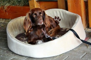 Hundepension Tierpension
