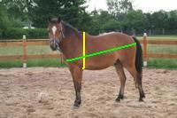 Pferde Gewicht berechnen