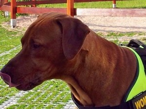 Hundepension Tierpension Kaata